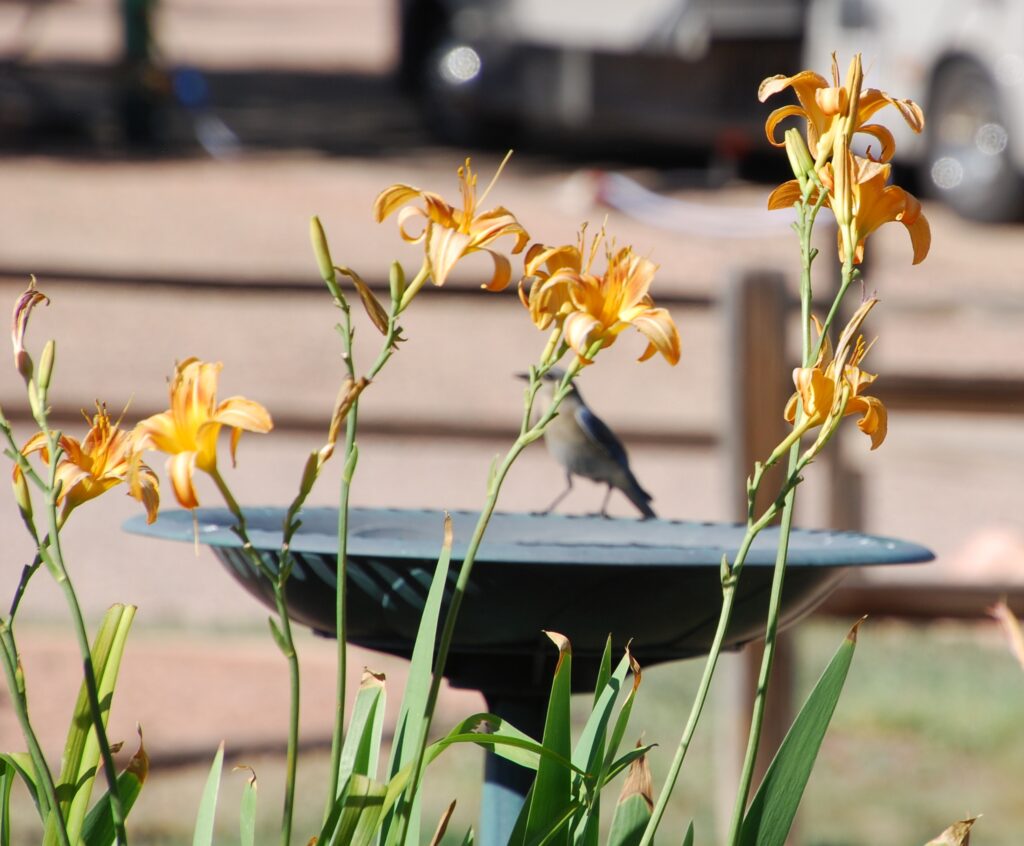 With over 25 species of birds we are a birders paradise