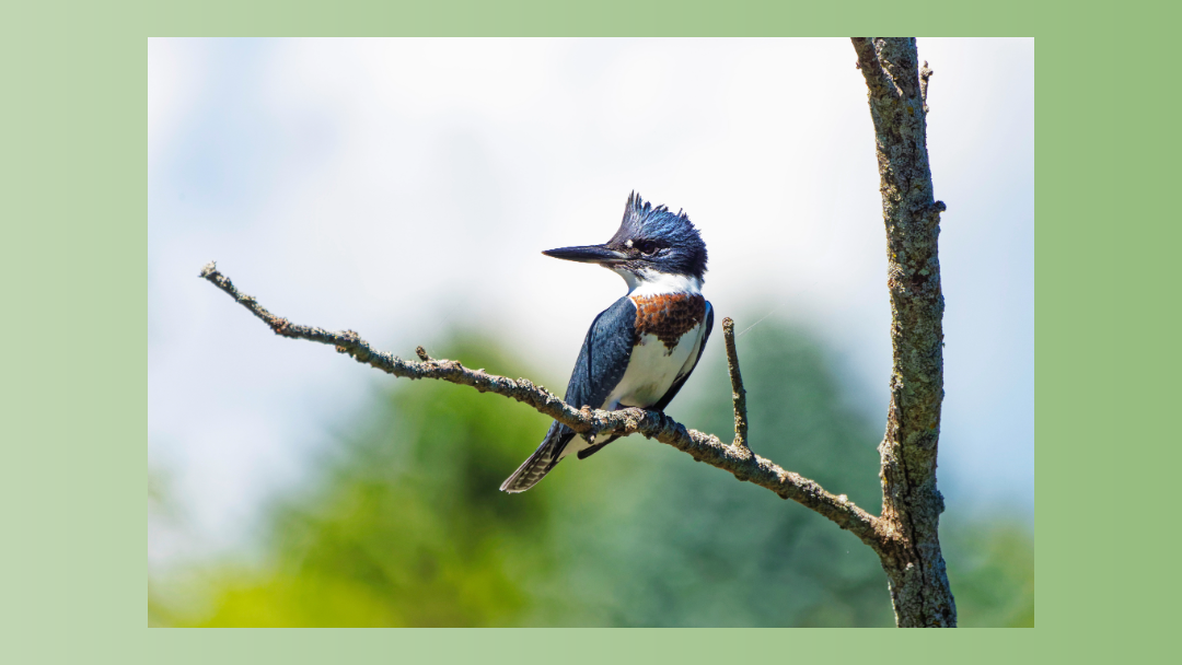 belted Kingfisher along the trail