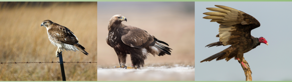 Different Birds of Prey