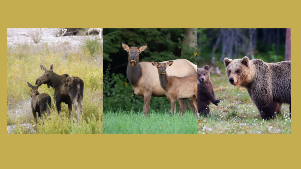 spring is a wonderful time to witness young animals with their mothers